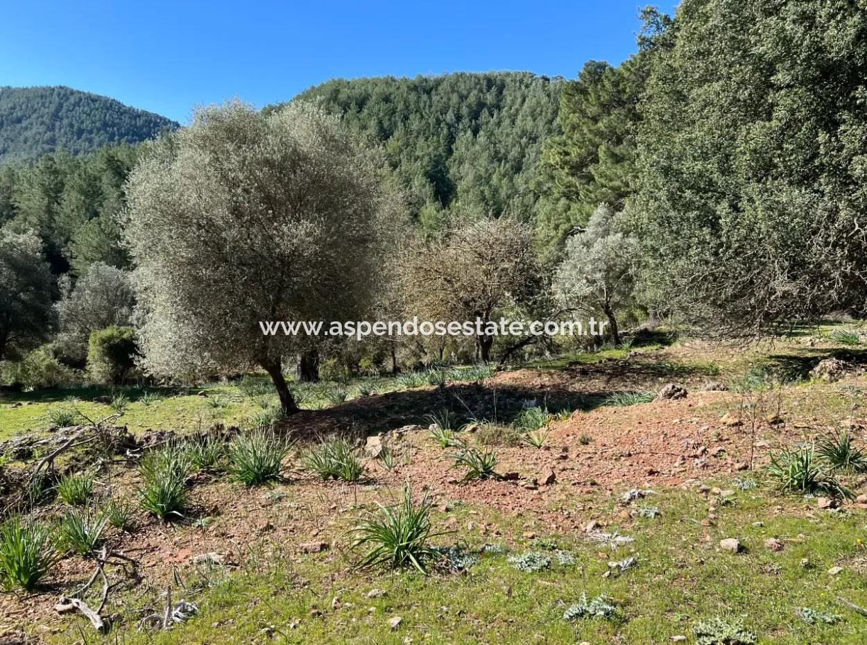 Land For Sale In Nature And Forest In Gökbel
