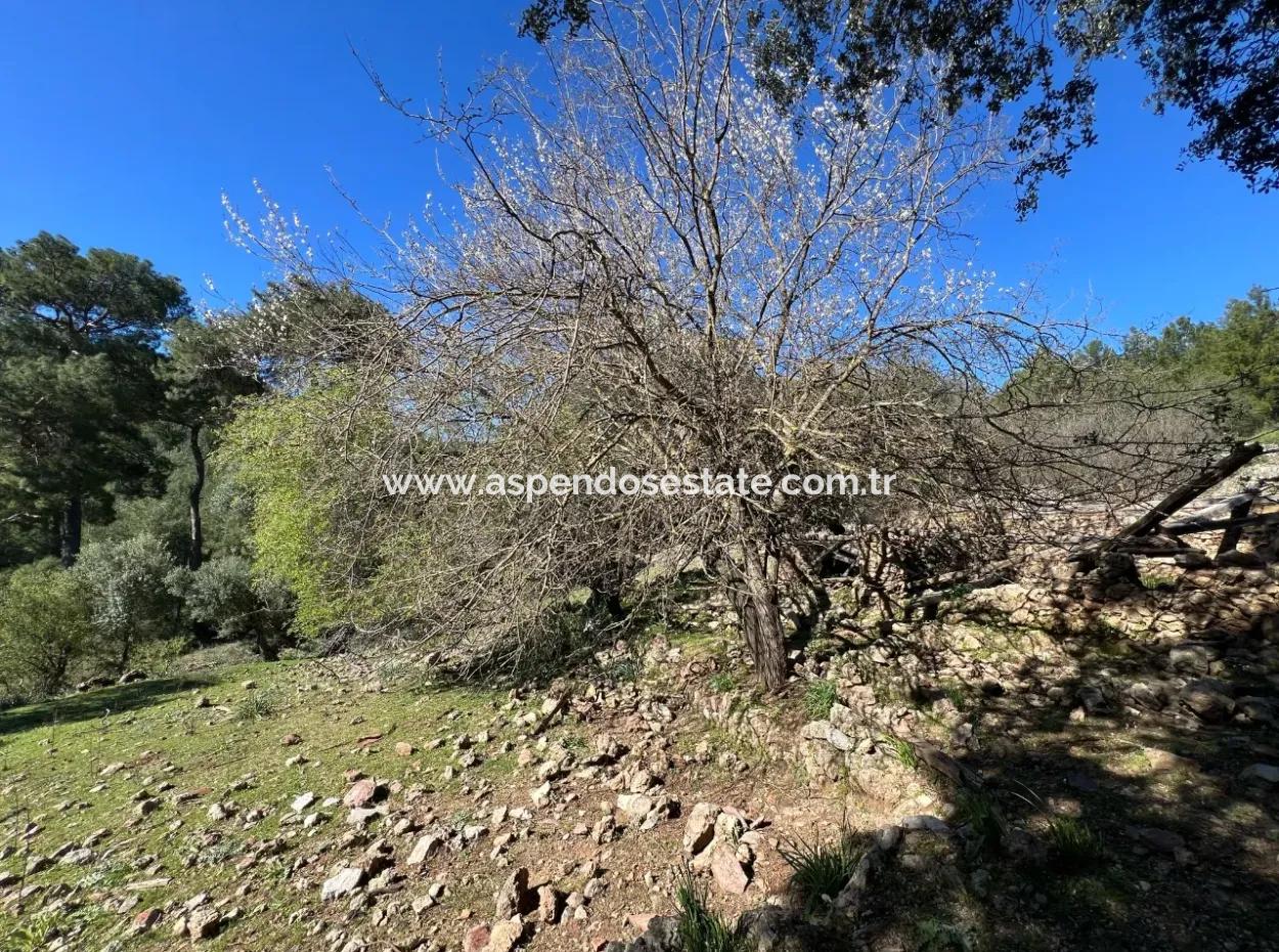 Land For Sale In Nature And Forest In Gökbel
