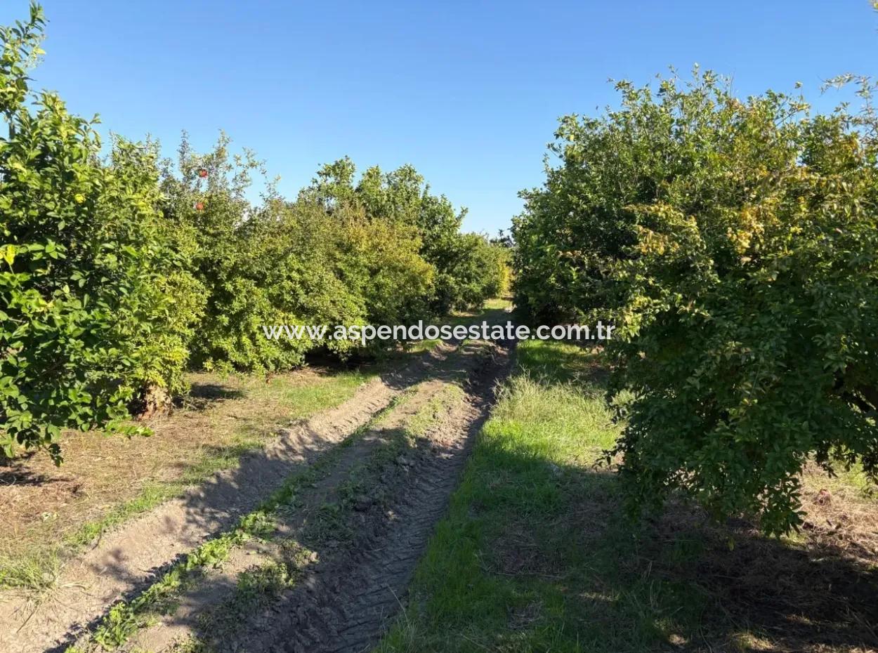 6150M2 Lemon And Pomegranate Garden For Sale In Eskiköy