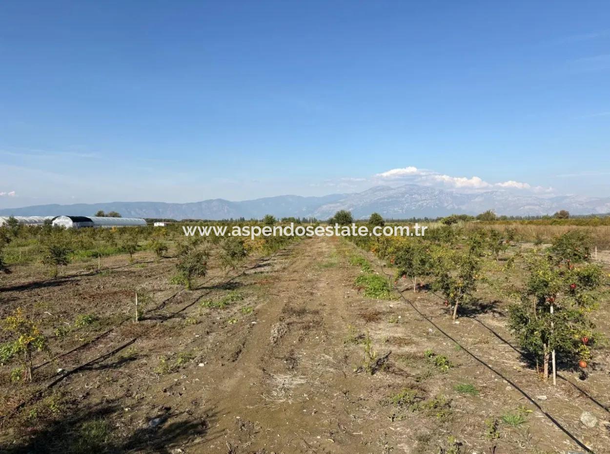 21500M2 Pomegranate Orchard For Sale In Eskiköy