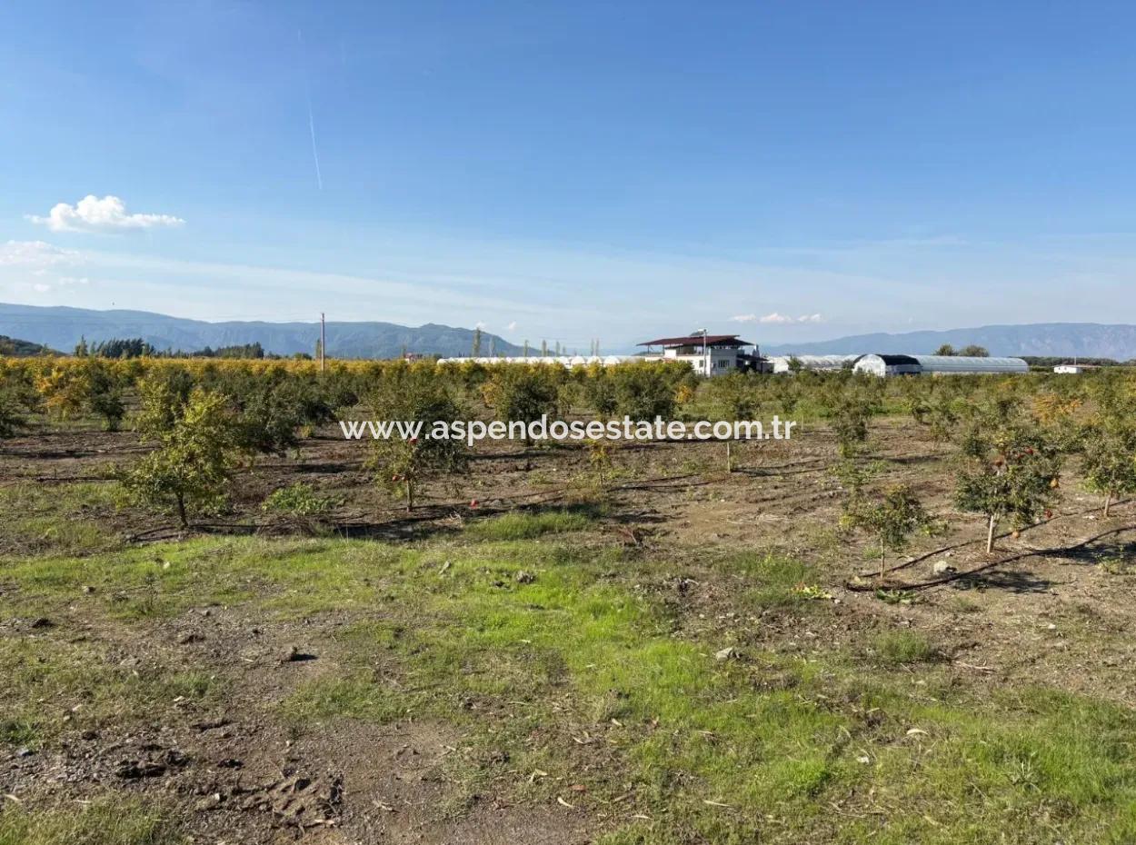 21500M2 Pomegranate Orchard For Sale In Eskiköy