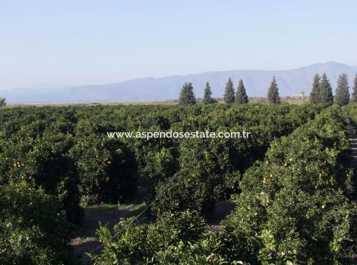 Garden For Sale In Oriya Tepearasi Between The Peak 65,000M2 Orange Garden For Sale