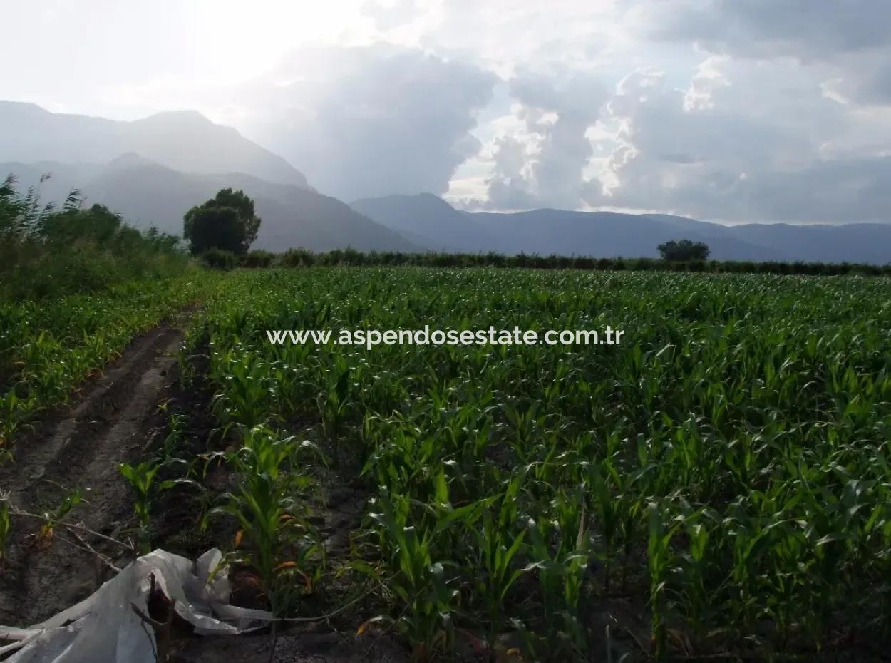 Farm For Sale Near The Centre Of Dalyan,14, 612M2 Farm For Sale