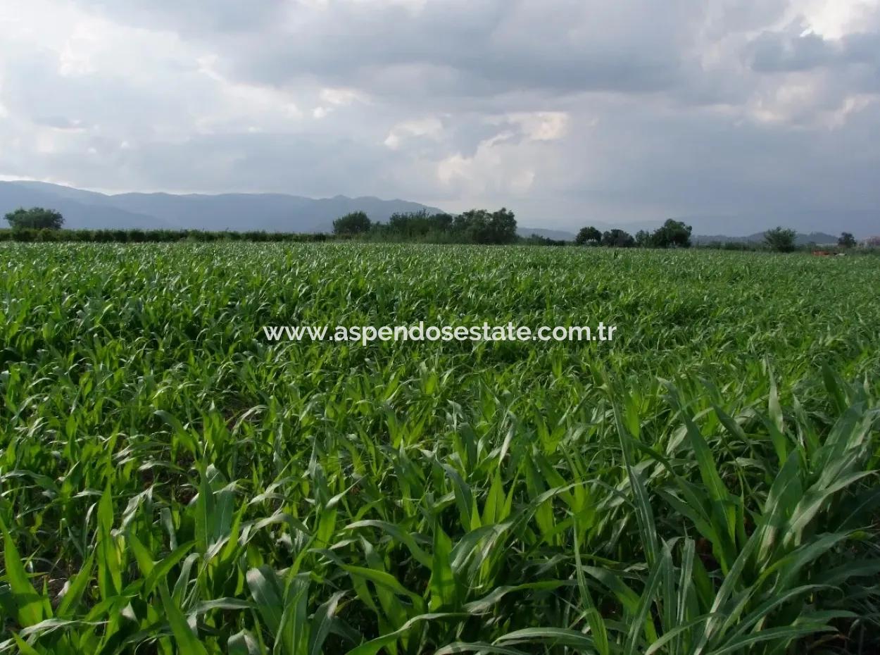 Farm For Sale Near The Centre Of Dalyan,14, 612M2 Farm For Sale