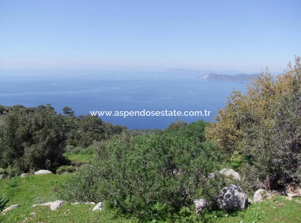 For Sale In Faralya Faralya With Sea View And 11,286M2 Land For Sale Tourism
