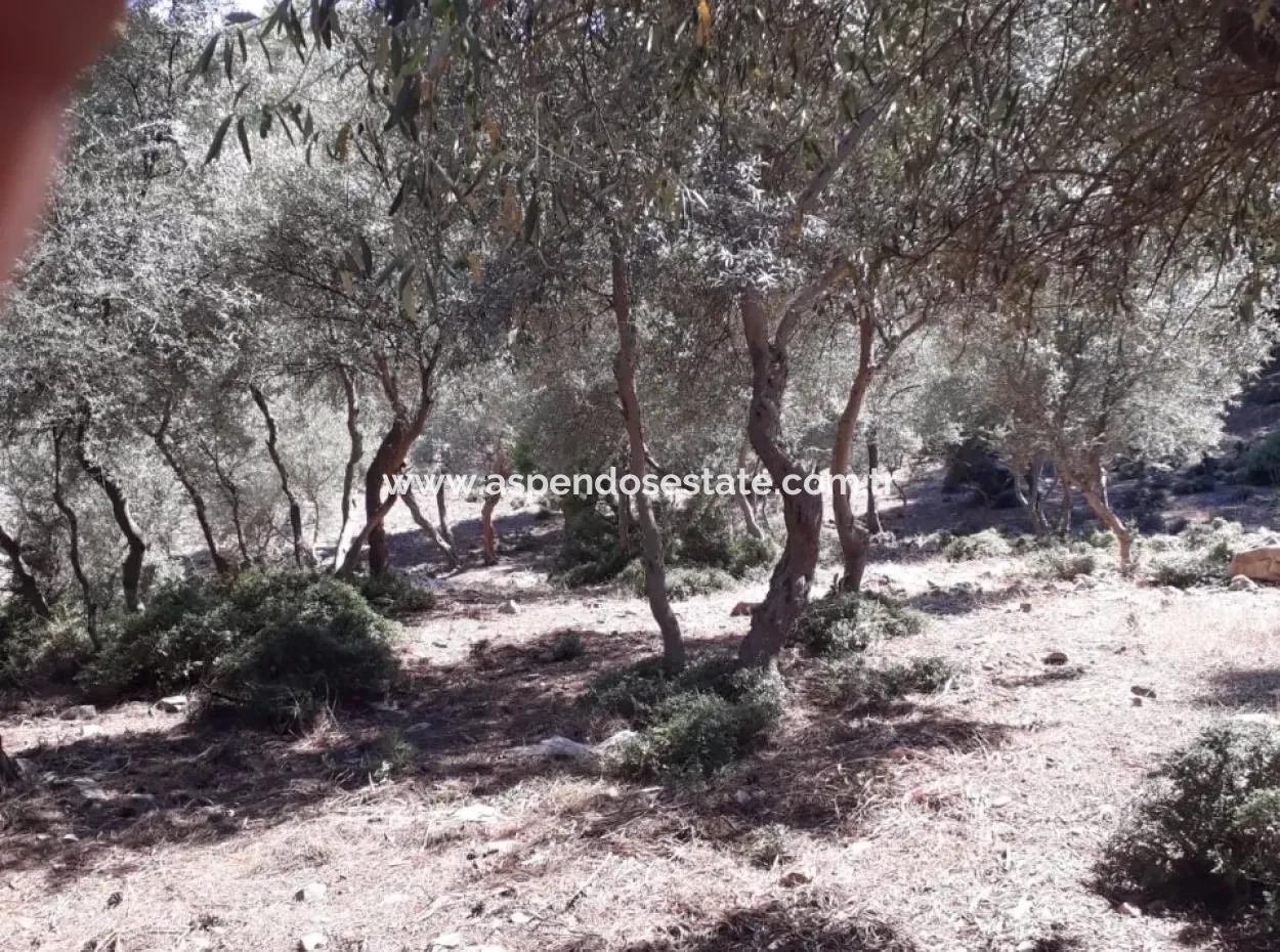 Dalyan Iztuzu In Dalyan For Sale For Sale In Candır 2367M2 2B