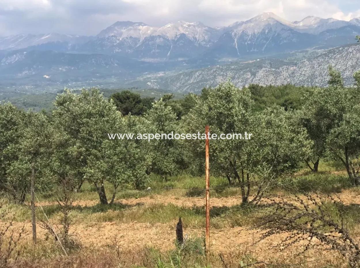 Land For Sale In Seydikemer Korubuku 76000M2