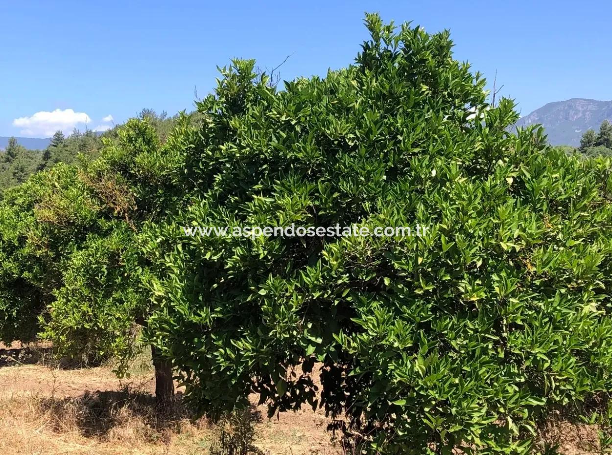 Garden For Sale In Gokce Akyaka, Near The Sea, A 38,000M2 Plot For Sale