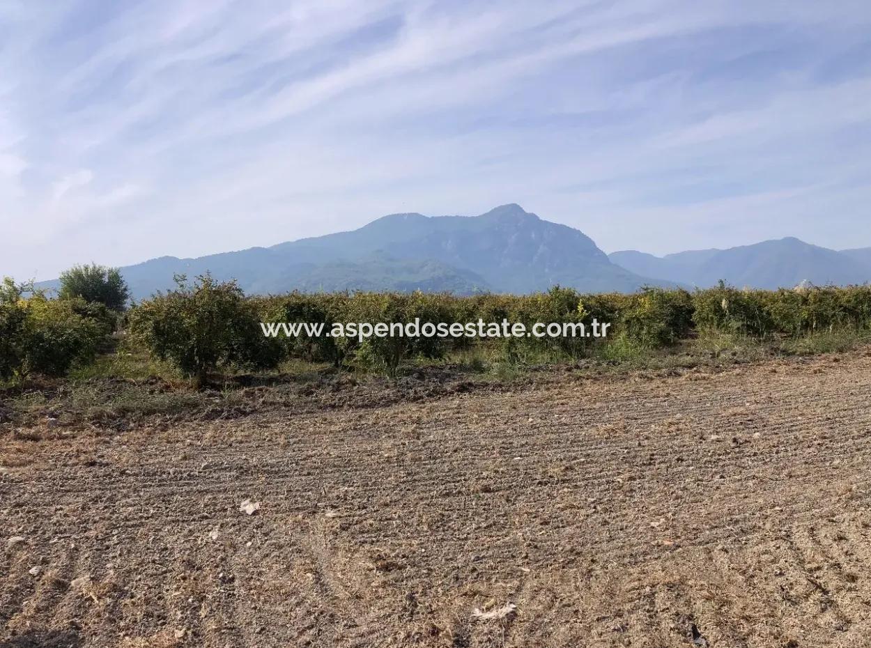 Land For Sale In Esköy 8500M2 Field Land For Sale