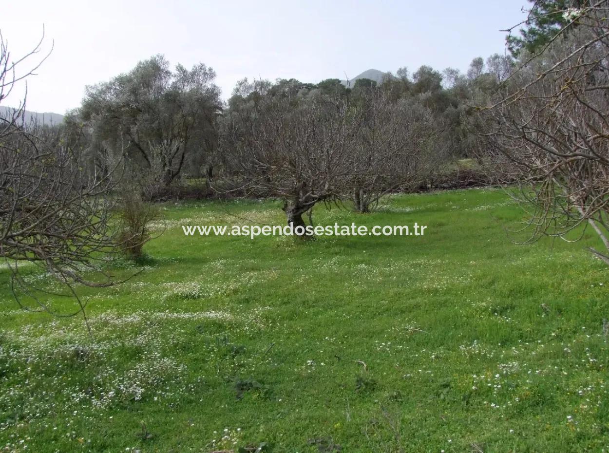 In Incirkoy Uzumlu Fethiye Plot For Sale Farm For Sale In Incirkoy