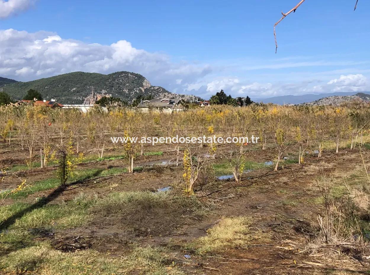 Land For Sale In Dalyan Istuzu Yollu On 24,000M2 Pomegranate Garden For Sale