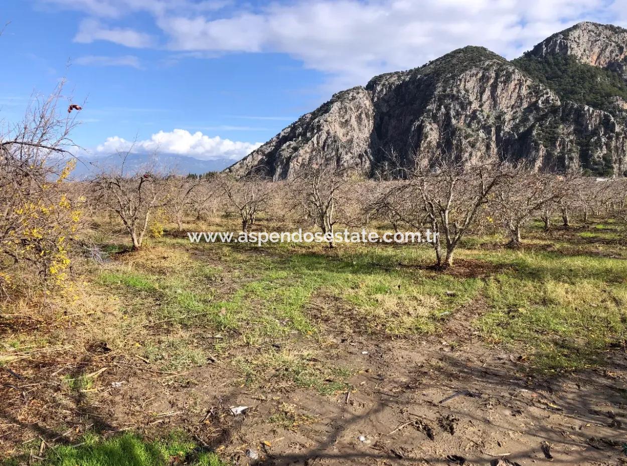 Land For Sale In Dalyan Istuzu Yollu On 24,000M2 Pomegranate Garden For Sale