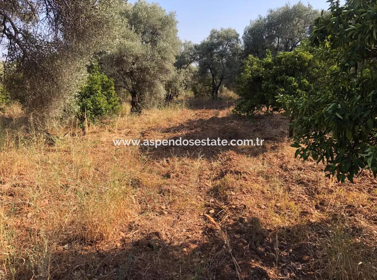Land Field For Sale In Köyceğinz Yangi 9406M2 Land For Sale