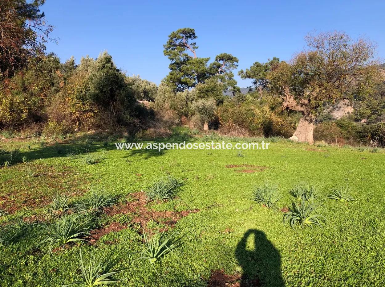 Ekincik Land For Sale 10,038M2 Land For Sale Field