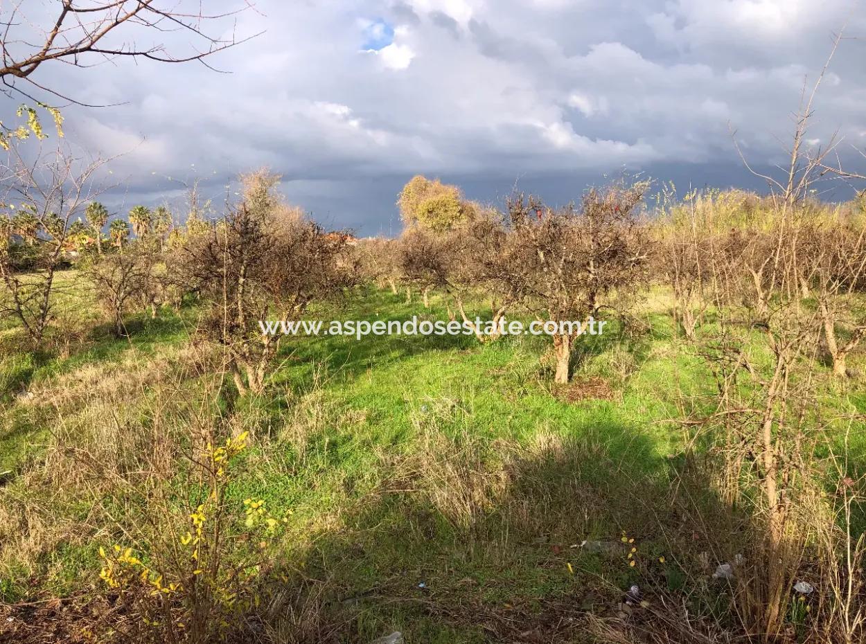 Dalyan Land For Sale Near The Center 3000M2 5% Zoning Land For Sale