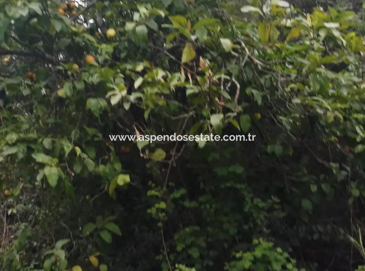 Land For Sale In Çamlida