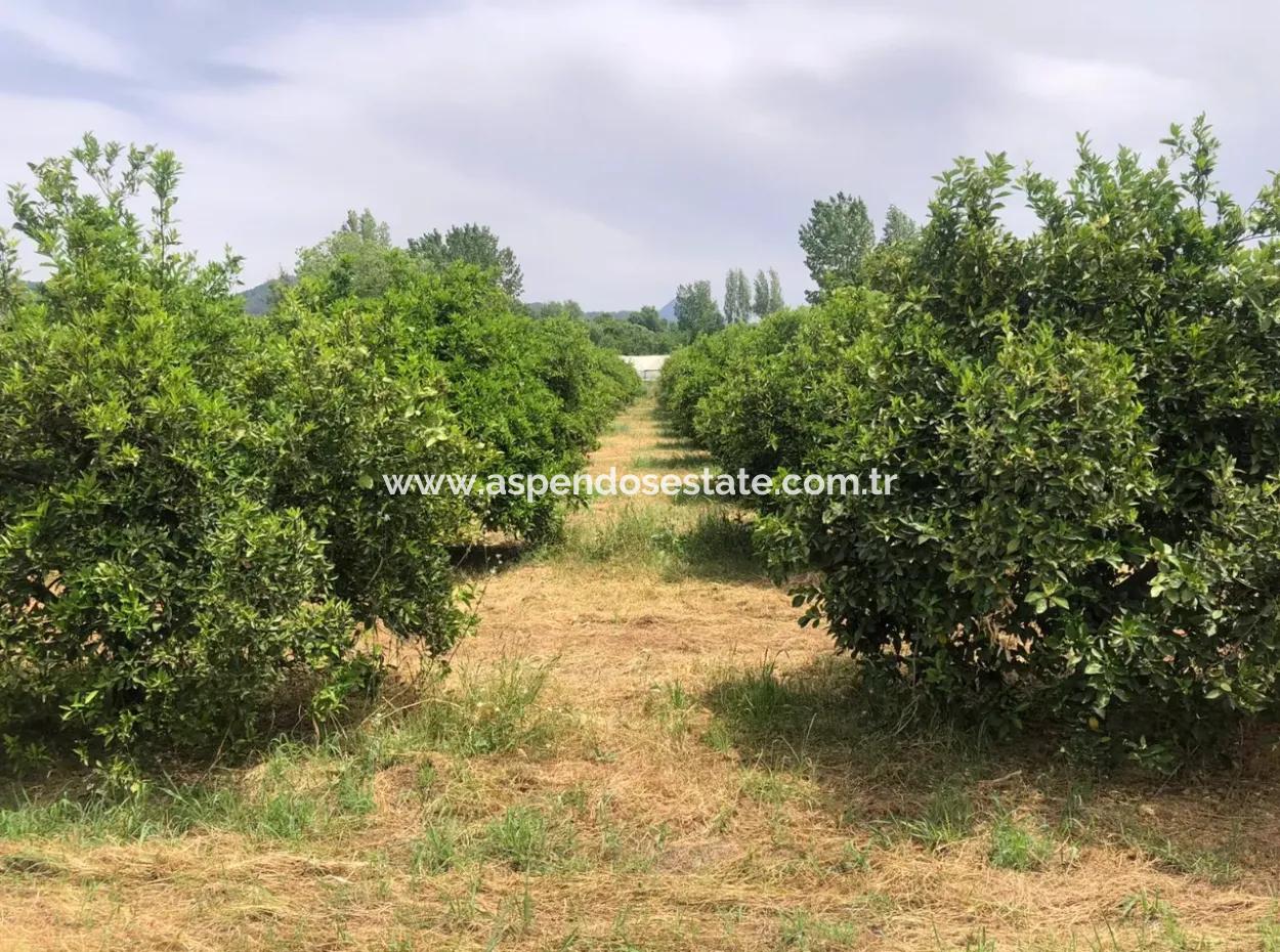 Land For Sale In Sourliyurtda 1085M2