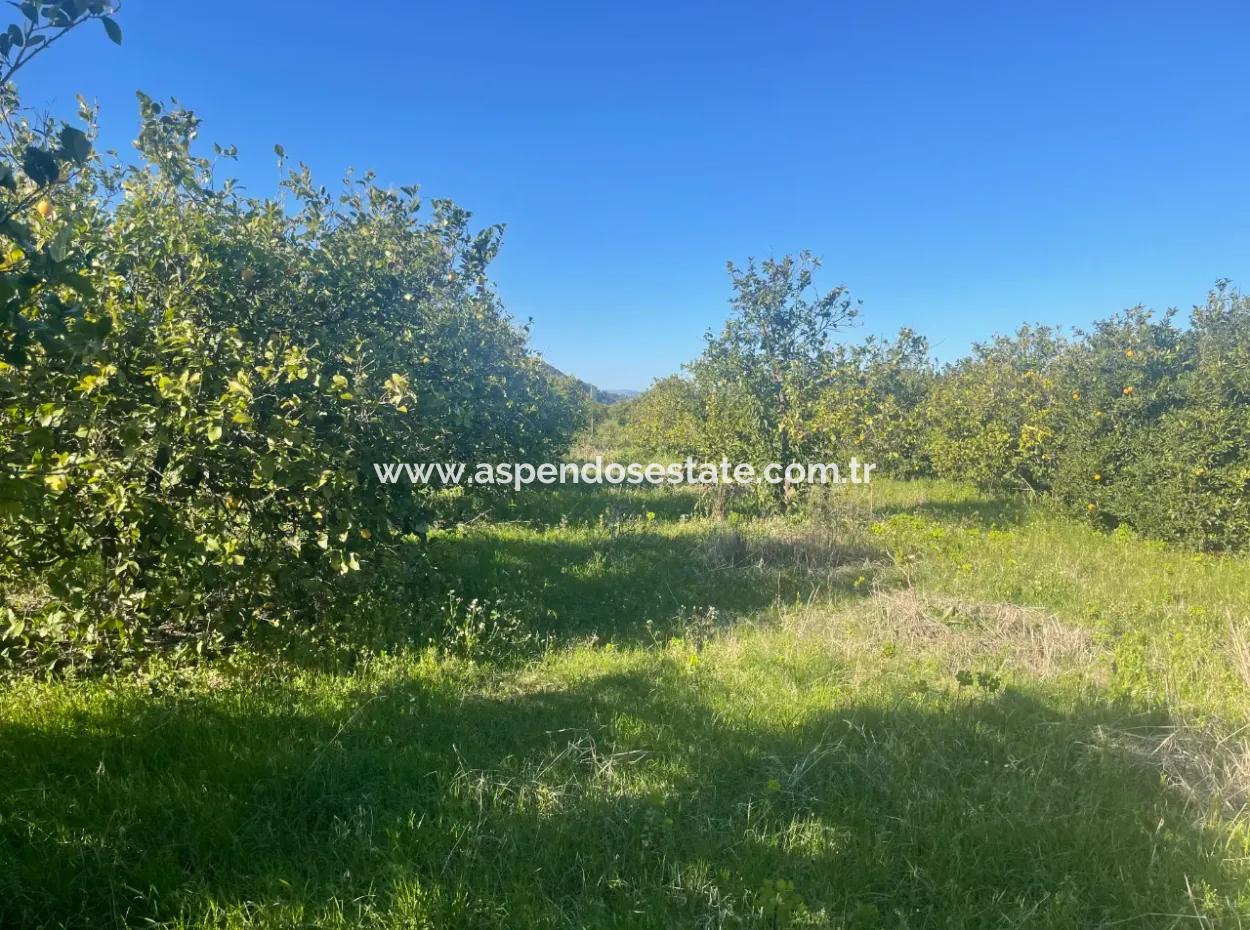 Dalyan Land For Sale 5227M2 Land For Sale