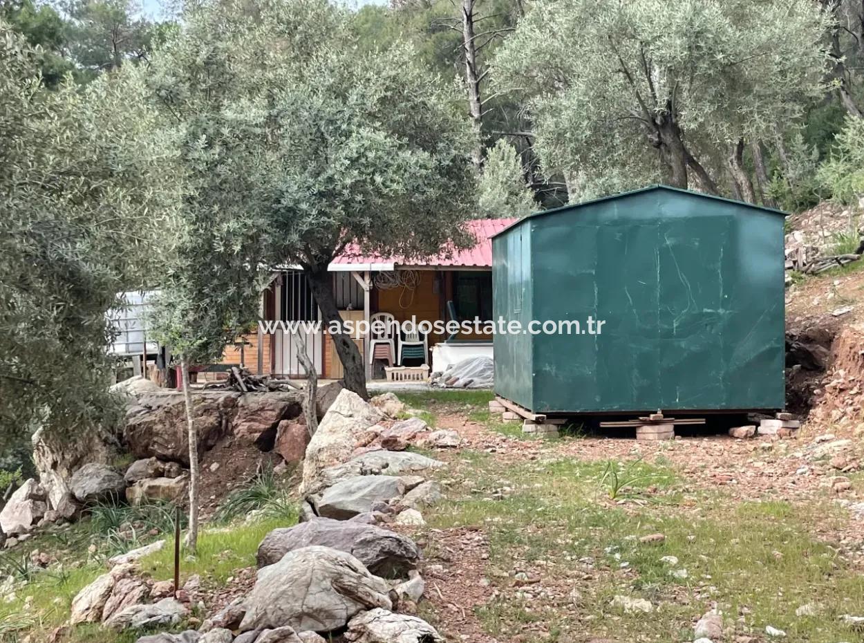 Olive House With Sea View In Ekincik Is For Sale