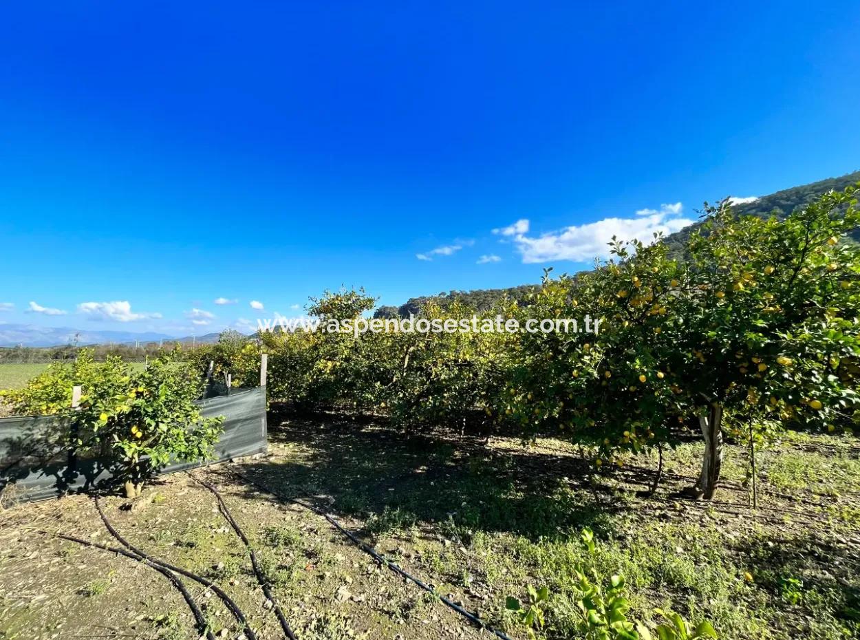 One-Storey House For Sale In 5000M2 Land In Çandır