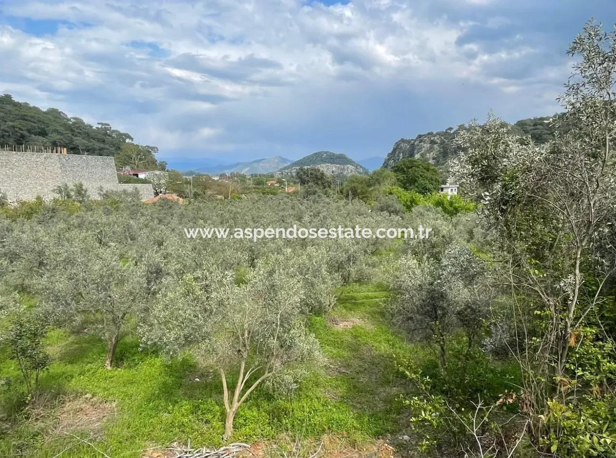 5000M2 Field For Sale At The Beginning Of The Road In Çandır