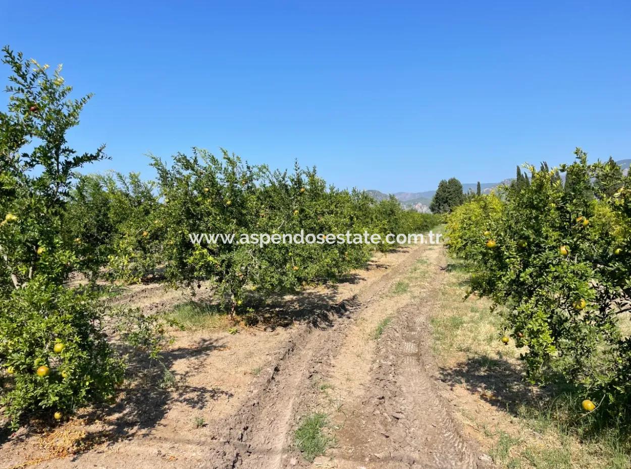 10,000M2 Pomegranate Garden For Sale In Dalyan Arıkbaşı And Gerendüzün