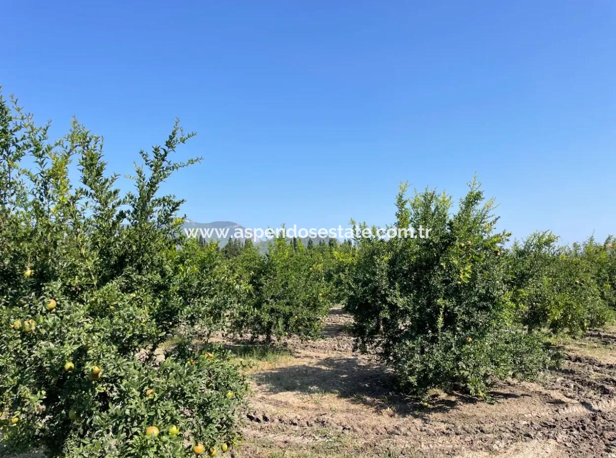 10,000M2 Pomegranate Garden For Sale In Dalyan Arıkbaşı And Gerendüzün
