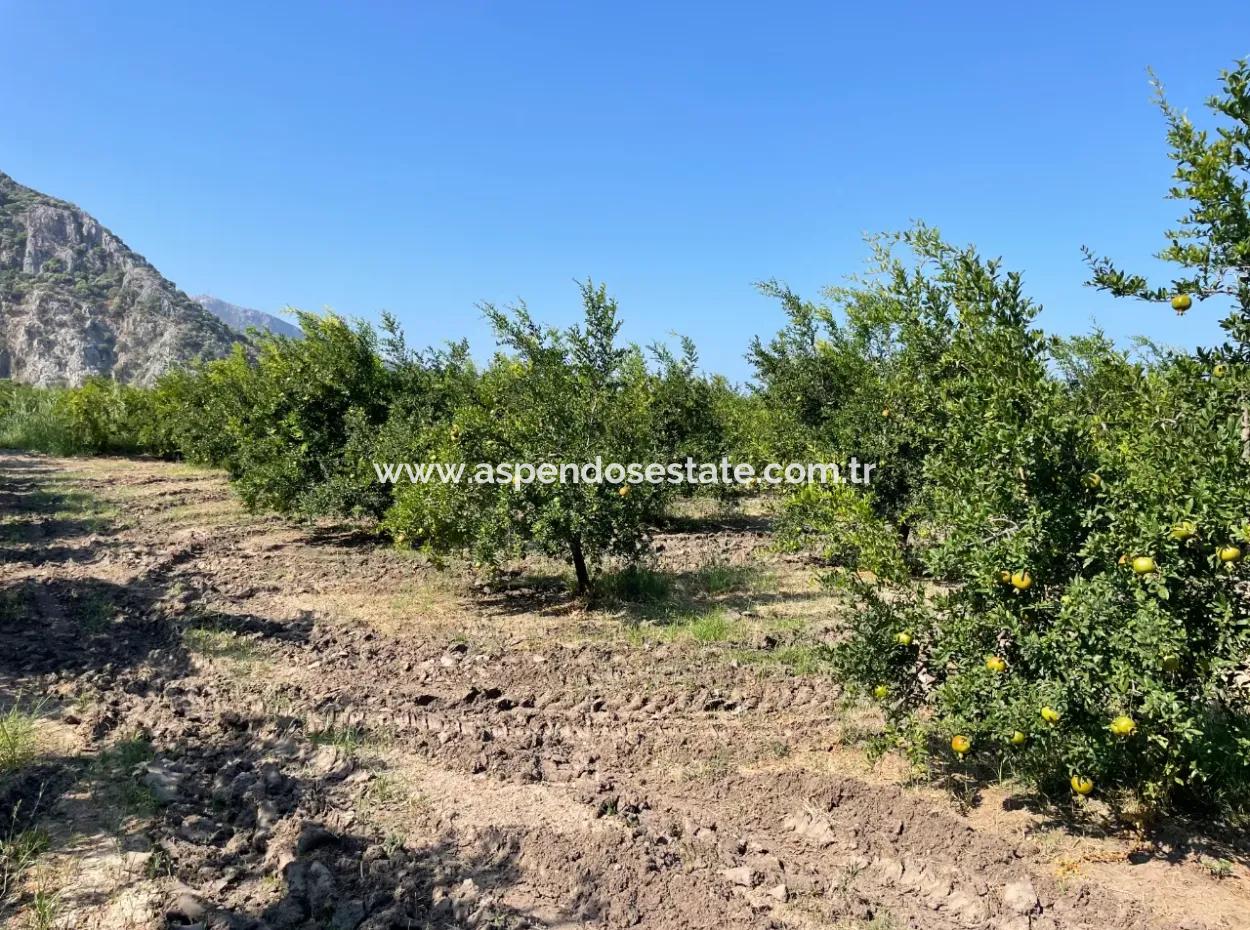 10,000M2 Pomegranate Garden For Sale In Dalyan Arıkbaşı And Gerendüzün