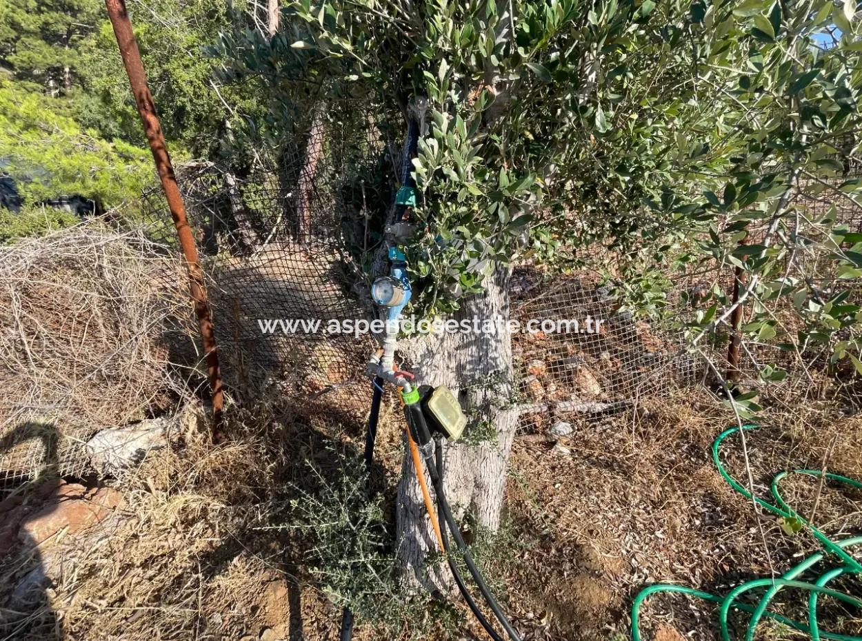 Çandır Full Sea And Lake View 500M2 2B Field For Sale