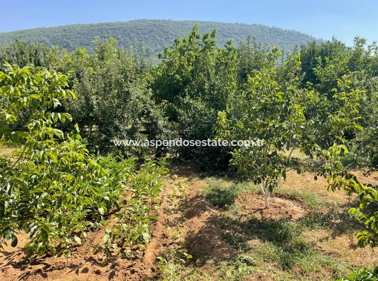 Muğla Ula Köprübaşı Mahallesin In 2378M2 Land In 3 1 Vlla For Sale