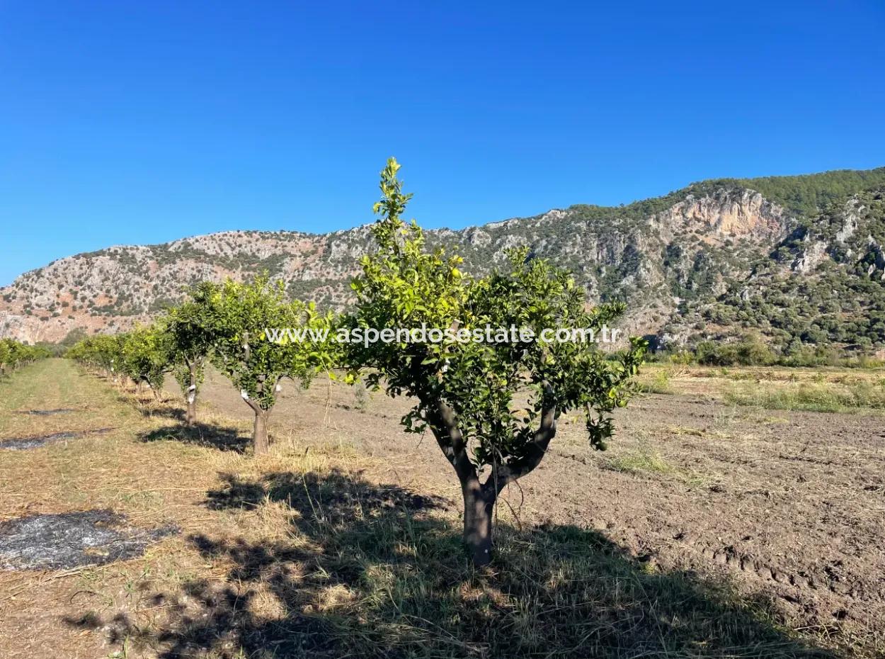 Land For Sale In Dalyan Close To The Center Of 6600M2
