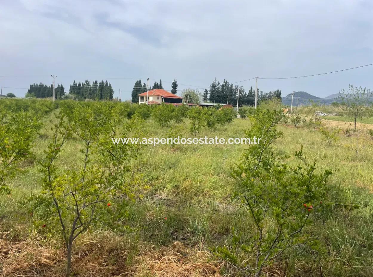 Field For Sale 6500M2 In Dalyan