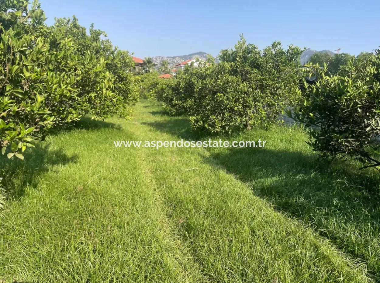 Land For Sale In Gulpinar, Dalyan 722M2