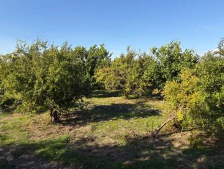 6150M2 Lemon And Pomegranate Garden For Sale In Eskiköy
