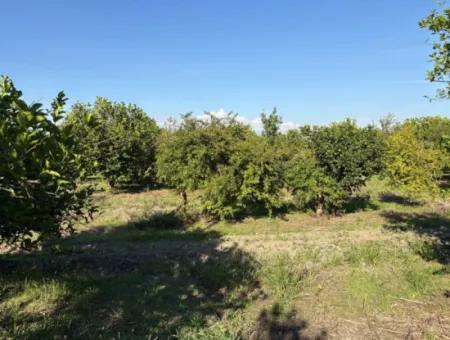 6150M2 Lemon And Pomegranate Garden For Sale In Eskiköy