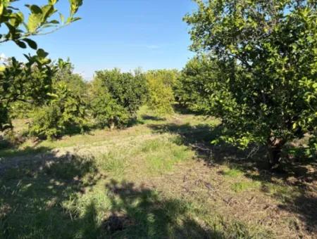 6150M2 Lemon And Pomegranate Garden For Sale In Eskiköy