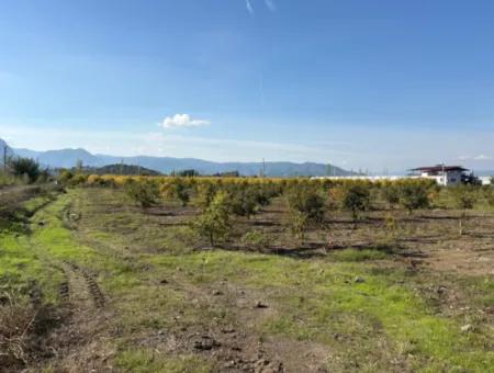21500M2 Pomegranate Orchard For Sale In Eskiköy