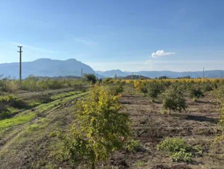 21500M2 Pomegranate Orchard For Sale In Eskiköy