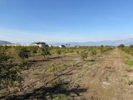 21500M2 Pomegranate Orchard For Sale In Eskiköy