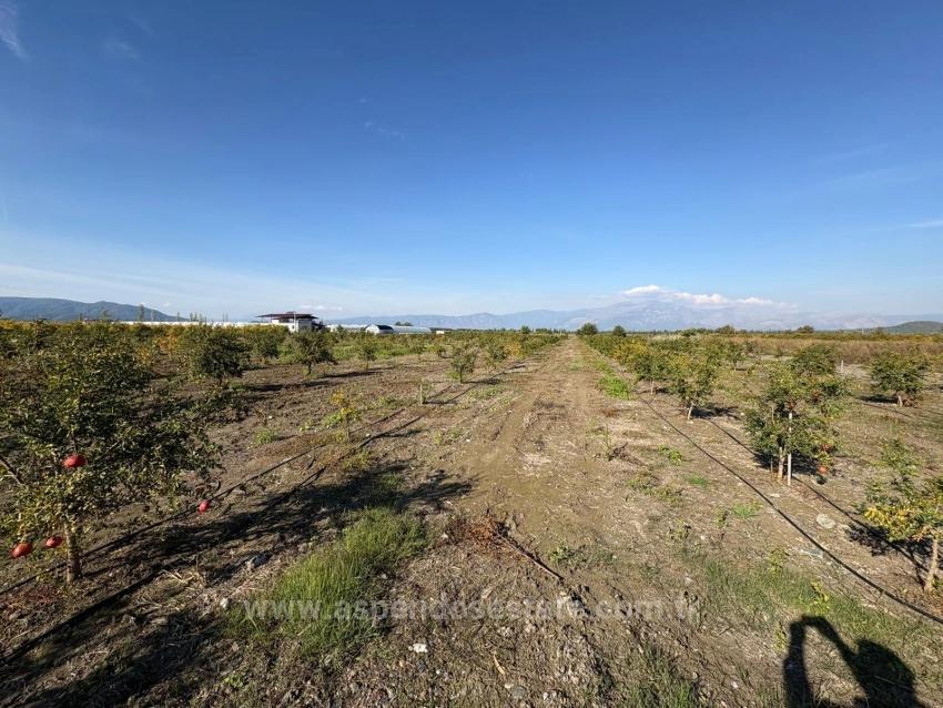 Гранатовый Сад Площадью 21500 М2 На Продажу В Эскикёе