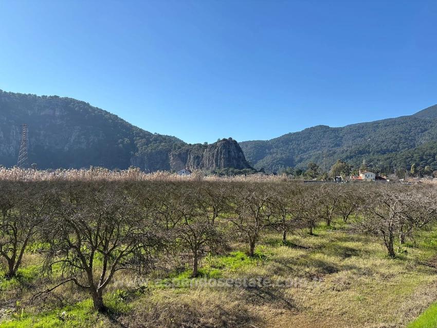 Продается Земельный Участок Площадью 5985 М2 В Дальяне, Зонированный Под Виноградник/Фруктовый Сад С 5% Площади.