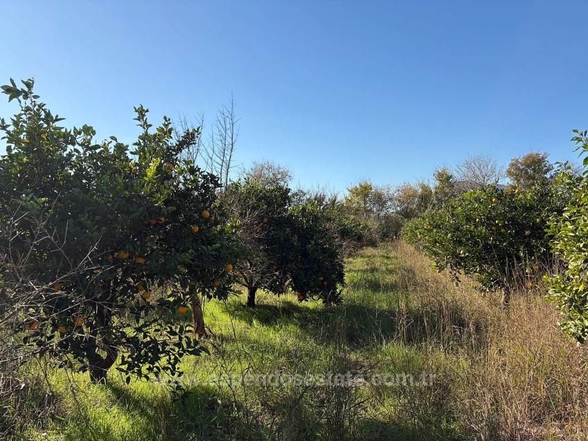 Продается Сад Площадью 4541 М² В Дальяне.