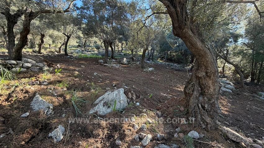 Поле 2B Площадью 5715 М2 С Панорамным Видом На Море В Чандыре