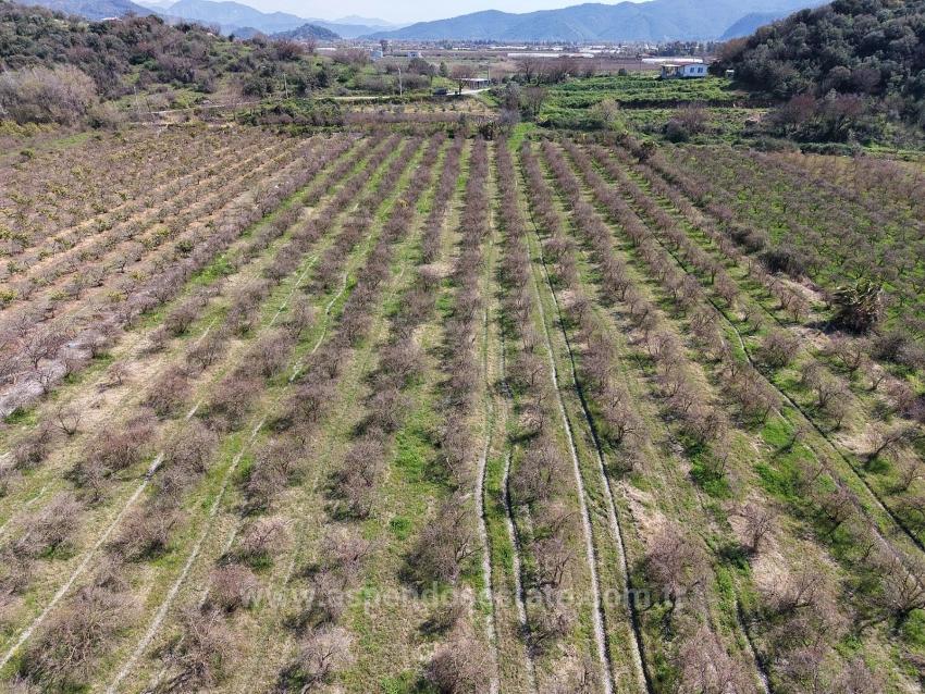 Гранатовый Сад Площадью 16.710 М2 На Продажу С Видом На Озеро В Эскикёй