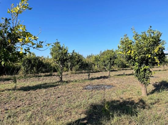 Продается Земельный Участок Площадью 6600 М2 Недалеко От Центра Дальяна.