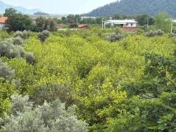 Для Продажи Поле в Çandır Köyceğiz - Под Поле застройку - 1.721 m²