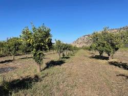 Для Продажи Поле в Dalyan Ortaca - Под Поле застройку - 6.600 m²