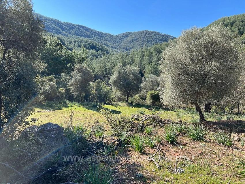 Gökbel'de Doğa Ve Orman İçerisinde Satılık Tarla