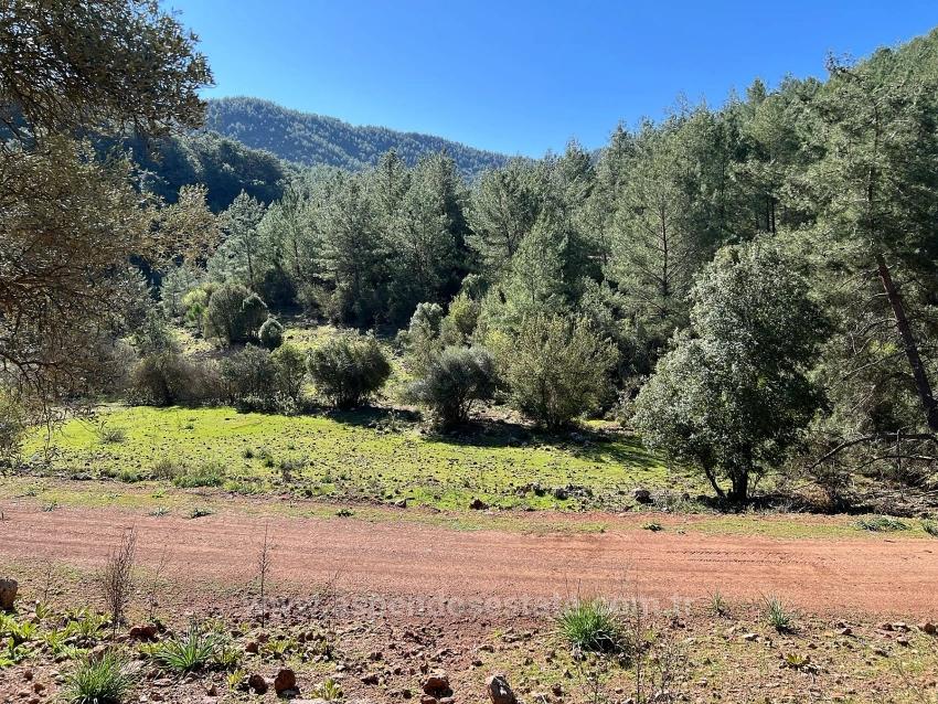 Gökbel'de Doğa Ve Orman İçerisinde Satılık Tarla