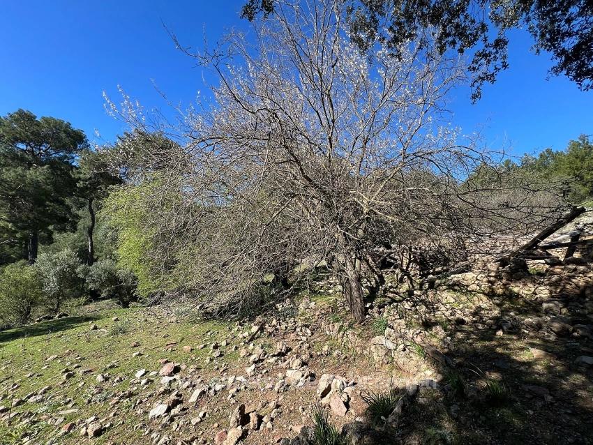 Gökbel'de Doğa Ve Orman İçerisinde Satılık Tarla